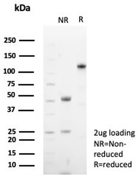 Recombinant CD48 Antibody