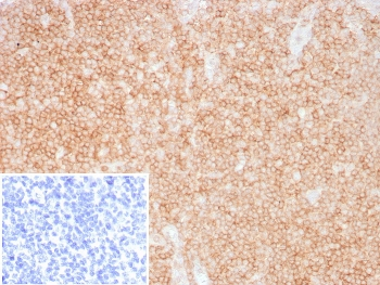 Recombinant CD48 Antibody