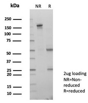 LIN28A Antibody