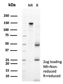 PTPRU Antibody / Protein Tyrosine Phosphatase Receptor Type U