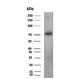 KIF2C Antibody / MCAK