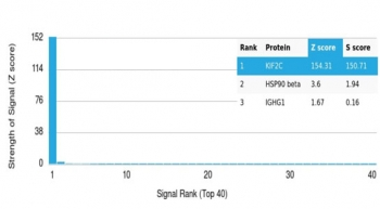 KIF2C Antibody / MCAK