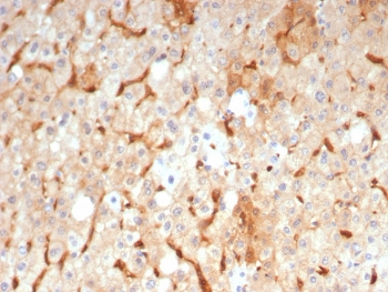 GBP1 Antibody / Guanylate binding protein 1