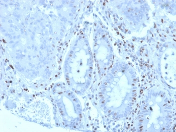 MZF1 Antibody / Myeloid zinc finger 1