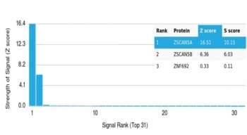 ZNF495 Antibody / ZSCAN5A