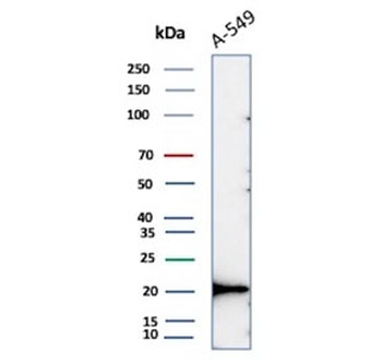 Bax Antibody