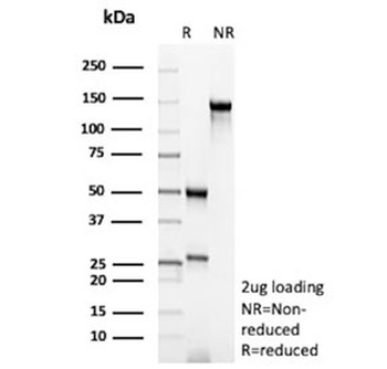 Bax Antibody