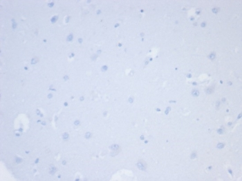 Napsin A Antibody