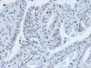 IRF3 Antibody