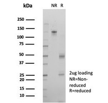IRF3 Antibody