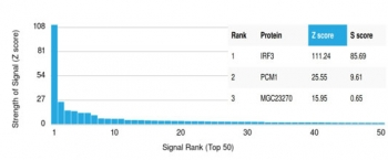 IRF3 Antibody