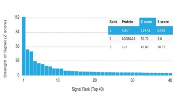 Kallikrein 7 Antibody / KLK7