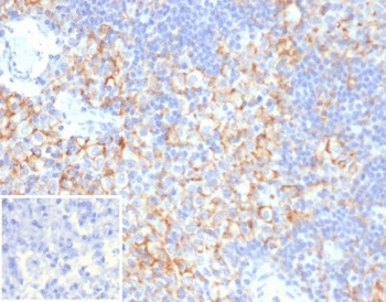 CD33 Antibody