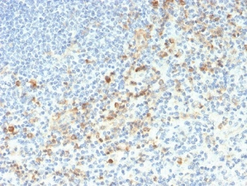 CD33 Antibody