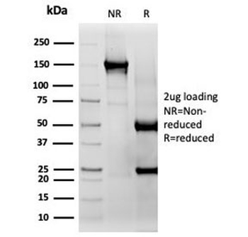 CD33 Antibody