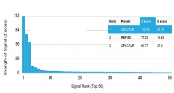 CEACAM1 Antibody / BGP-1