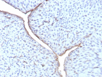 Uroplakin 3B Antibody / UPK3B