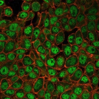 USF2 Antibody / Upstream stimulatory factor 2