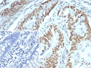 USF2 Antibody / Upstream stimulatory factor 2