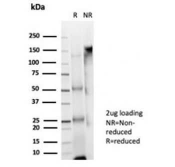 USF2 Antibody / Upstream stimulatory factor 2