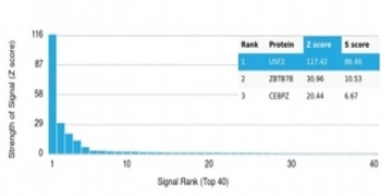 USF2 Antibody / Upstream stimulatory factor 2