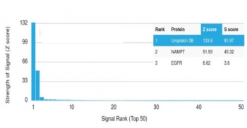 Uroplakin 3B Antibody / UPK3B