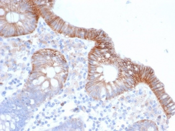 CD147 Antibody / BSG / Emmprin