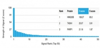 BRAF35 Antibody / HMG20B