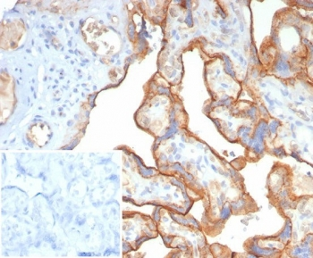 BSG Antibody / Basigin / CD147