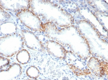 BSG Antibody / Basigin / CD147