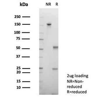 BSG Antibody / Basigin / CD147
