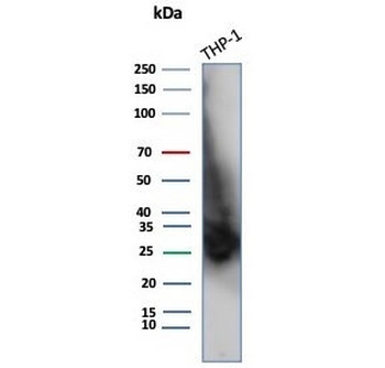 CD147 / Emmprin / Basigin Antibody