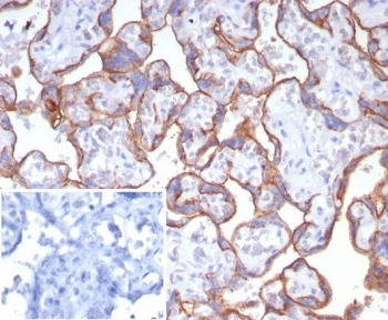 CD147 / Emmprin / Basigin Antibody