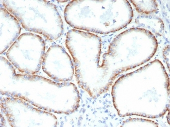 CD147 / Emmprin / Basigin Antibody
