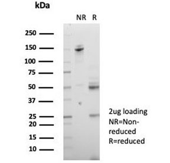 CD147 / Emmprin / Basigin Antibody