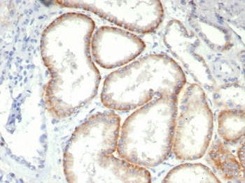 CD147 / Emmprin / Basigin Antibody