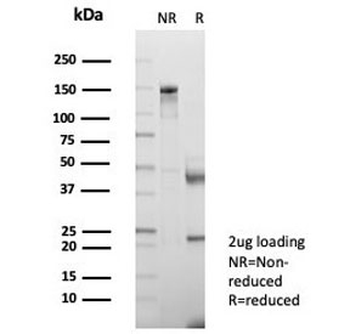 CD147 / Emmprin / Basigin Antibody