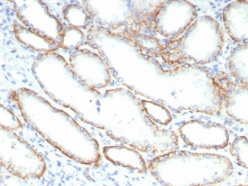 Emmprin Antibody / BSG / CD147