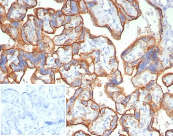 CD147 Antibody / BSG / Emmprin