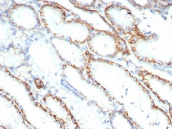 CD147 Antibody / BSG / Emmprin