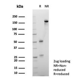 CD147 Antibody / BSG / Emmprin