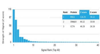 CD147 / Emmprin / Basigin Antibody