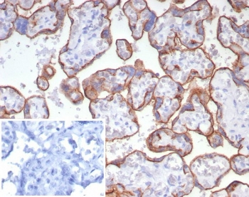 CD147 / Emmprin / Basigin Antibody