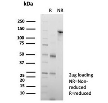 CD147 / Emmprin / Basigin Antibody