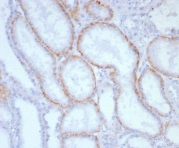 CD147 Antibody / BSG / Emmprin