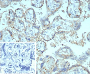 CD147 Antibody / BSG / Emmprin