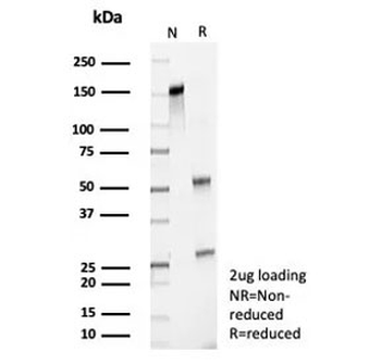 Survivin Antibody / BIRC5