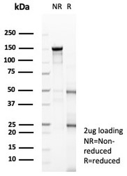 NeuN Antibody / Fox3 / Rbfox3