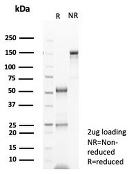 NeuN Antibody / Fox3 / Rbfox3