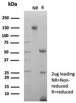 Survivin Antibody / BIRC5